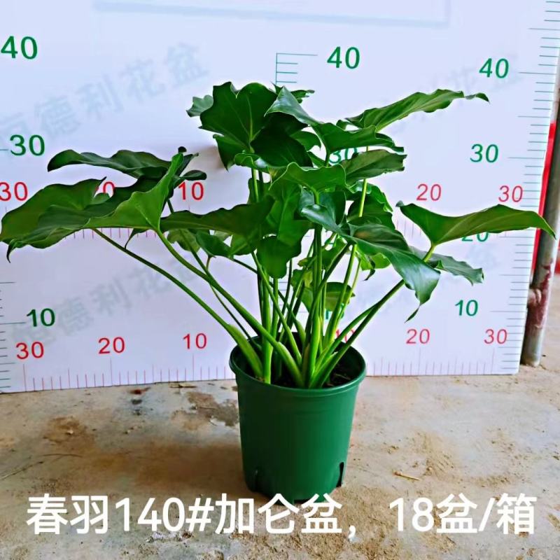 春雨（黄金春雨）基地直销观叶绿植盆栽全国一件代发物美价廉