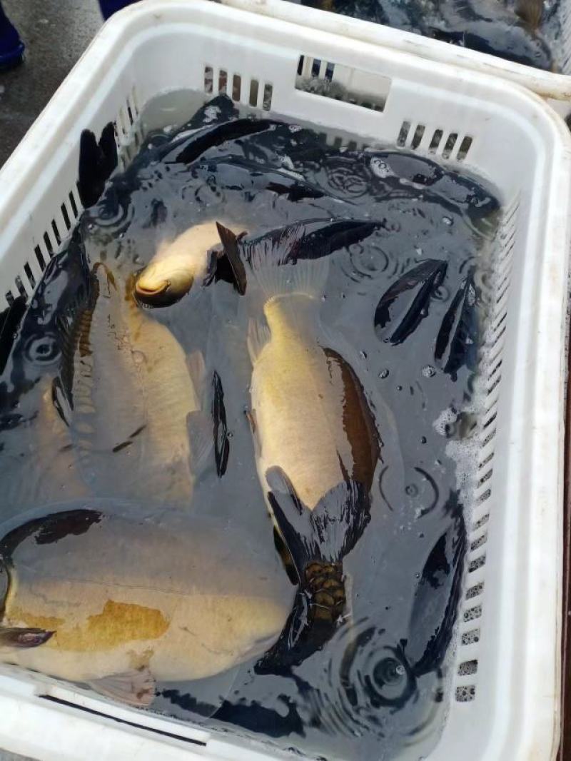 裸鲤