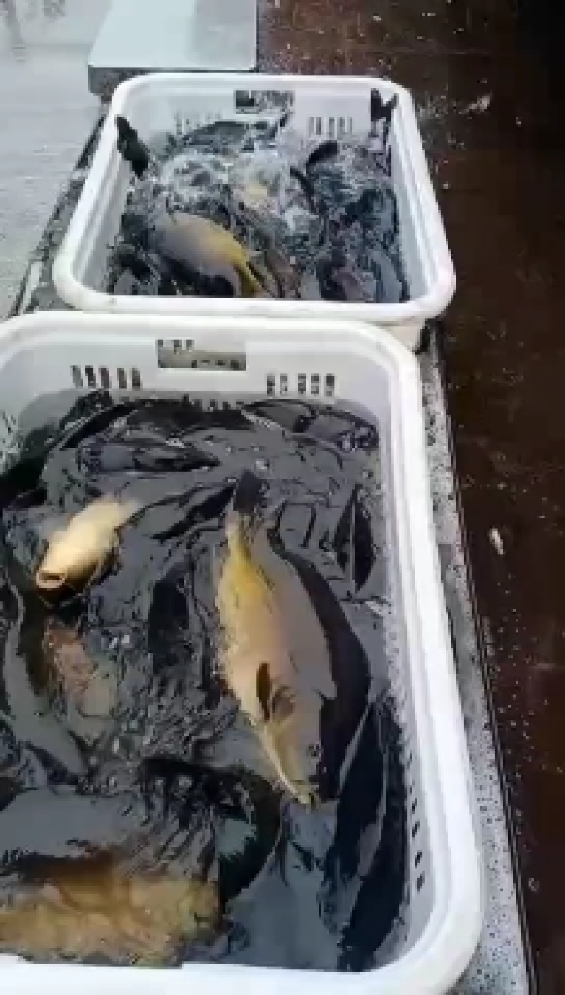 裸鲤