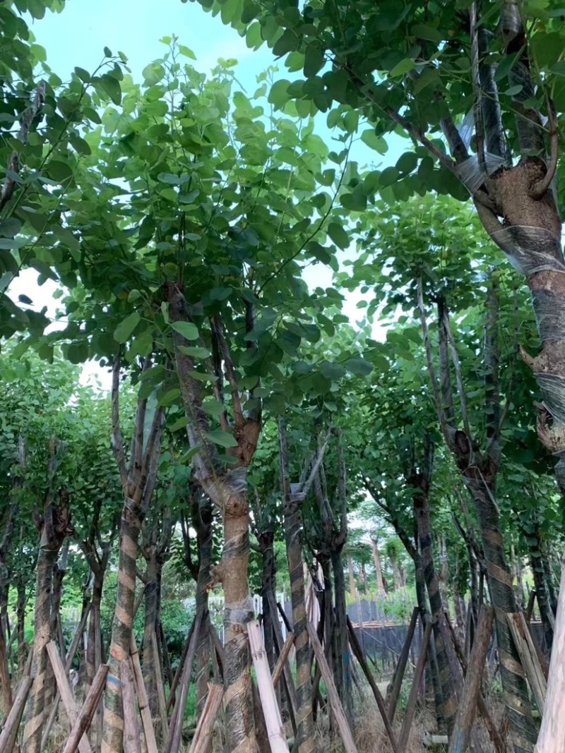 大量宫粉紫荆5至10公分出售