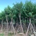 大量宫粉紫荆5至10公分出售