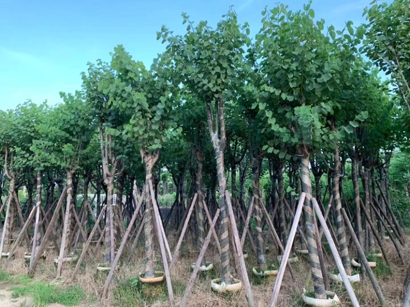 大量宫粉紫荆5至10公分出售