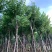大量宫粉紫荆5至10公分出售