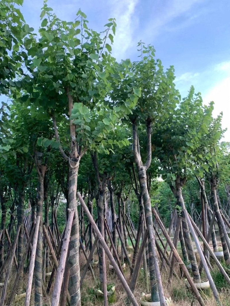 大量宫粉紫荆5至10公分出售