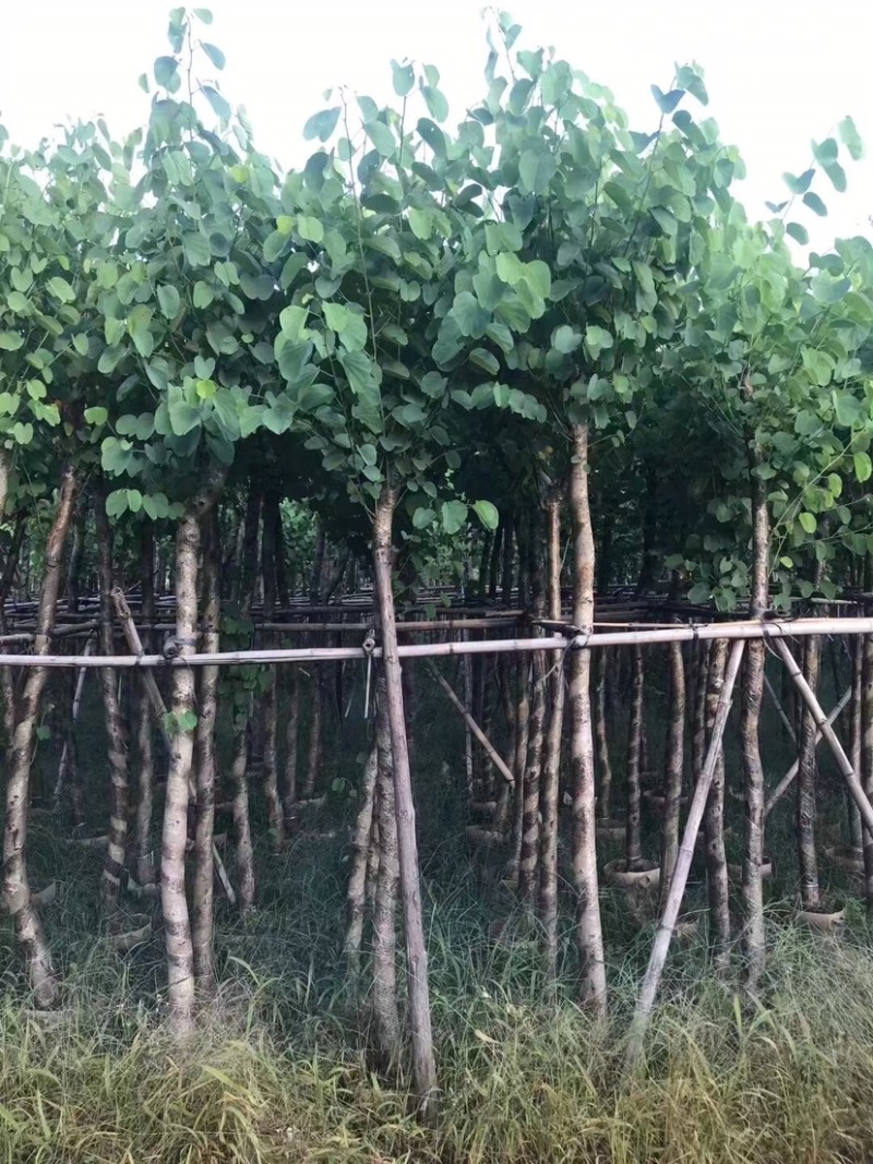 大量宫粉紫荆5至10公分出售
