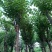 大量宫粉紫荆5至10公分出售