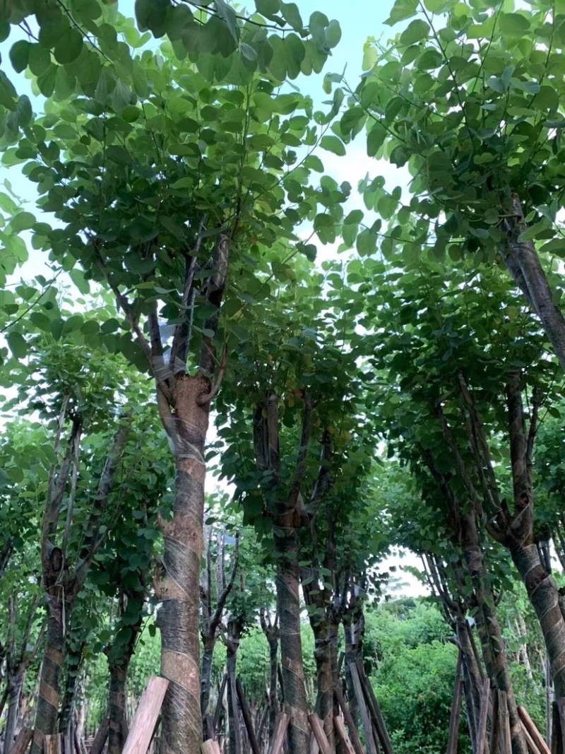 大量宫粉紫荆5至10公分出售
