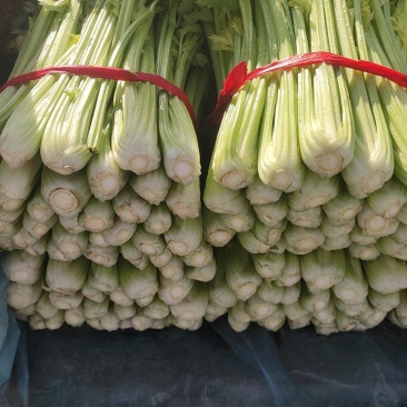 精品西芹，杆亮，山西大同叶菜基地，大量出售，