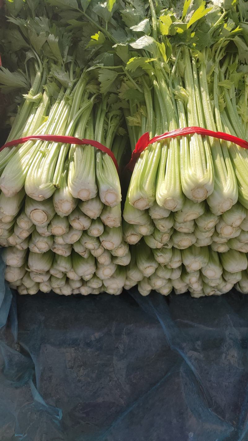 精品西芹，杆亮，山西大同叶菜基地，大量出售，