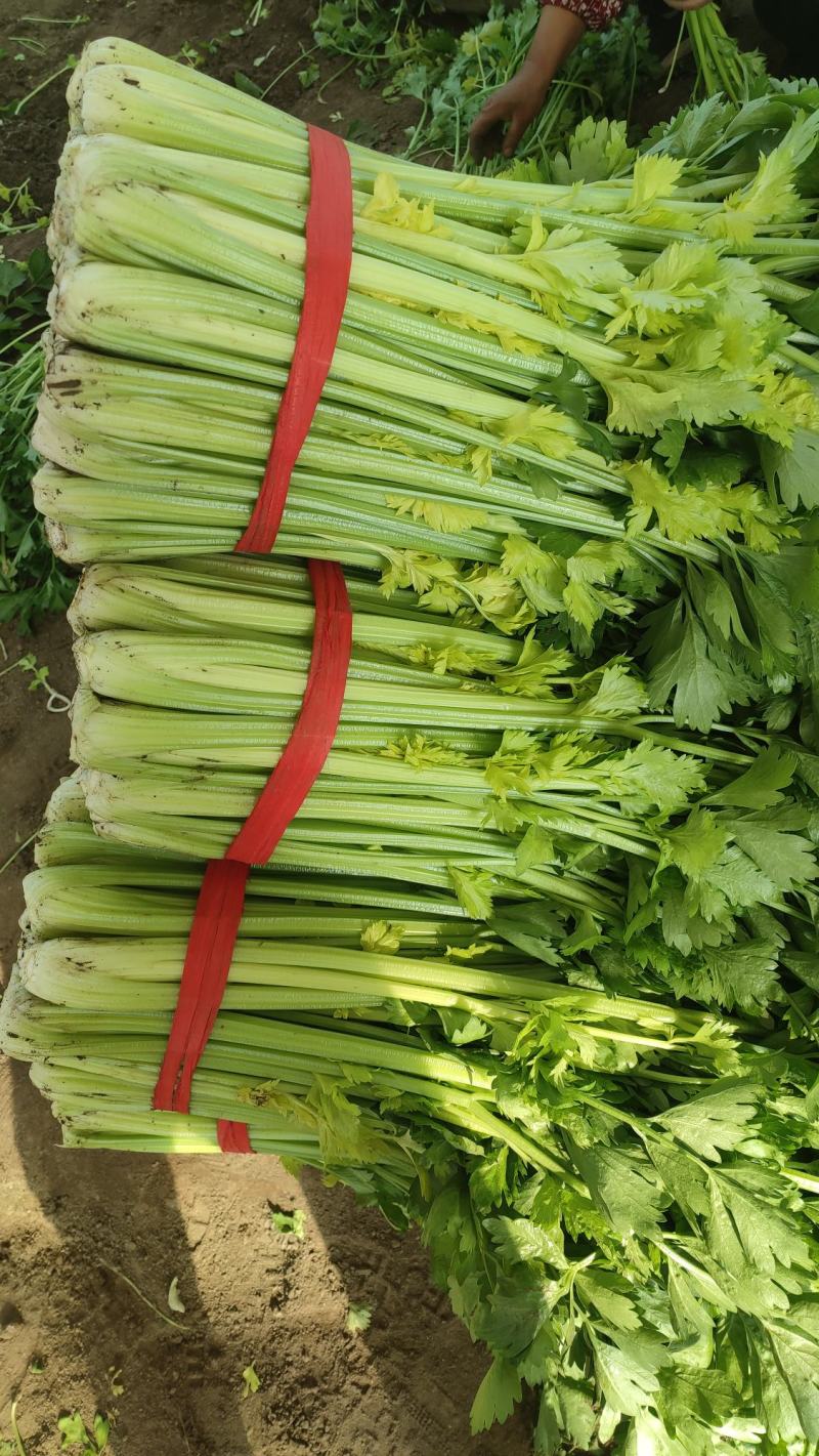 精品西芹，杆亮，山西大同叶菜基地，大量出售，