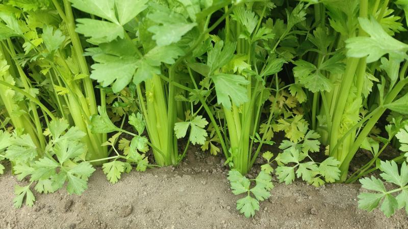 精品西芹，杆亮，山西大同叶菜基地，大量出售，