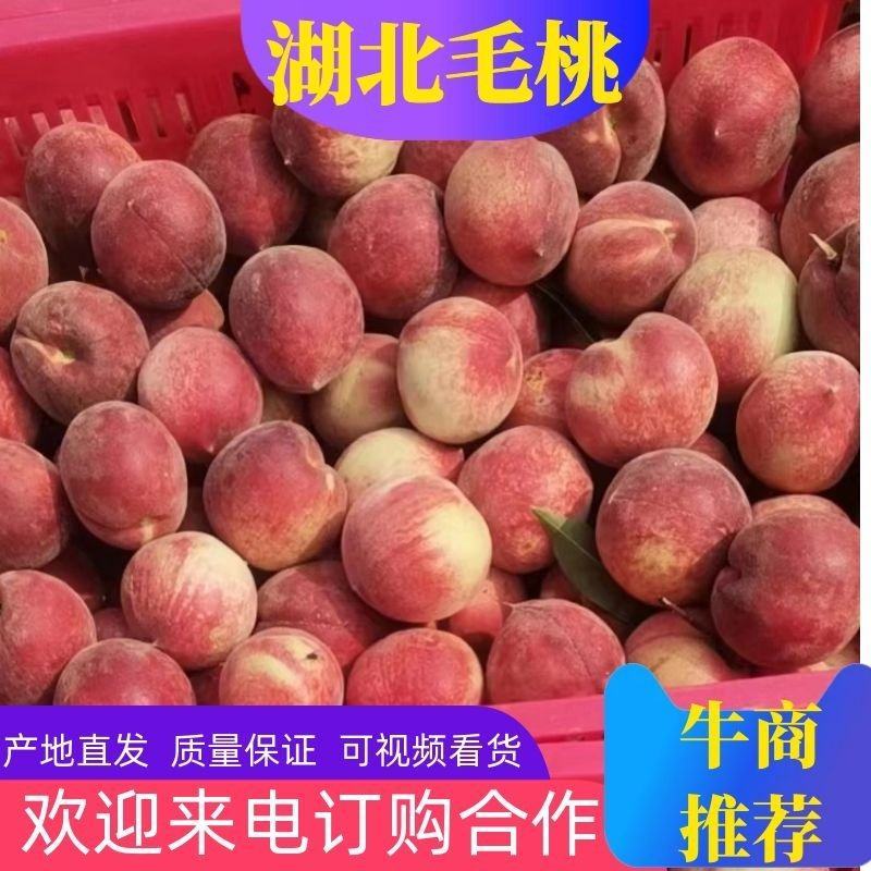 毛桃小红桃红不软突围大量上市。果园看货采货