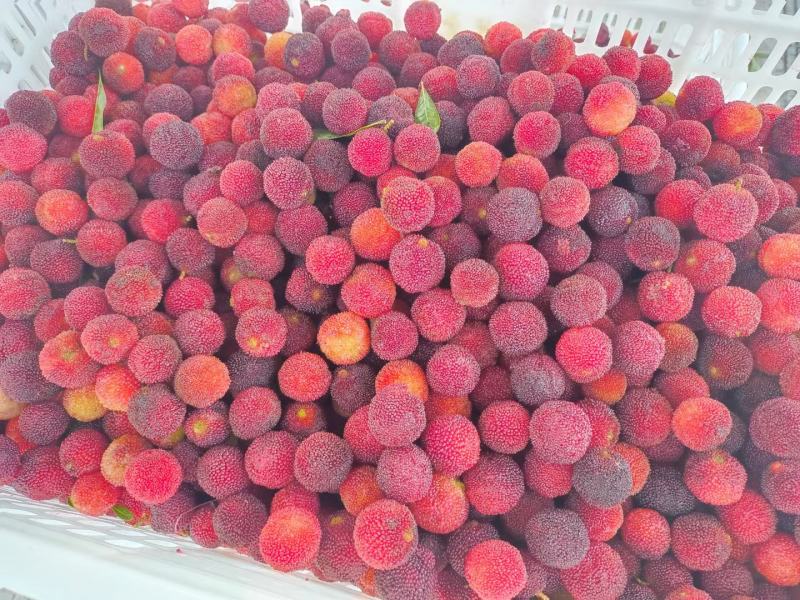 广东杨梅冰梅工厂榨汁梅罐头梅大量现货供应