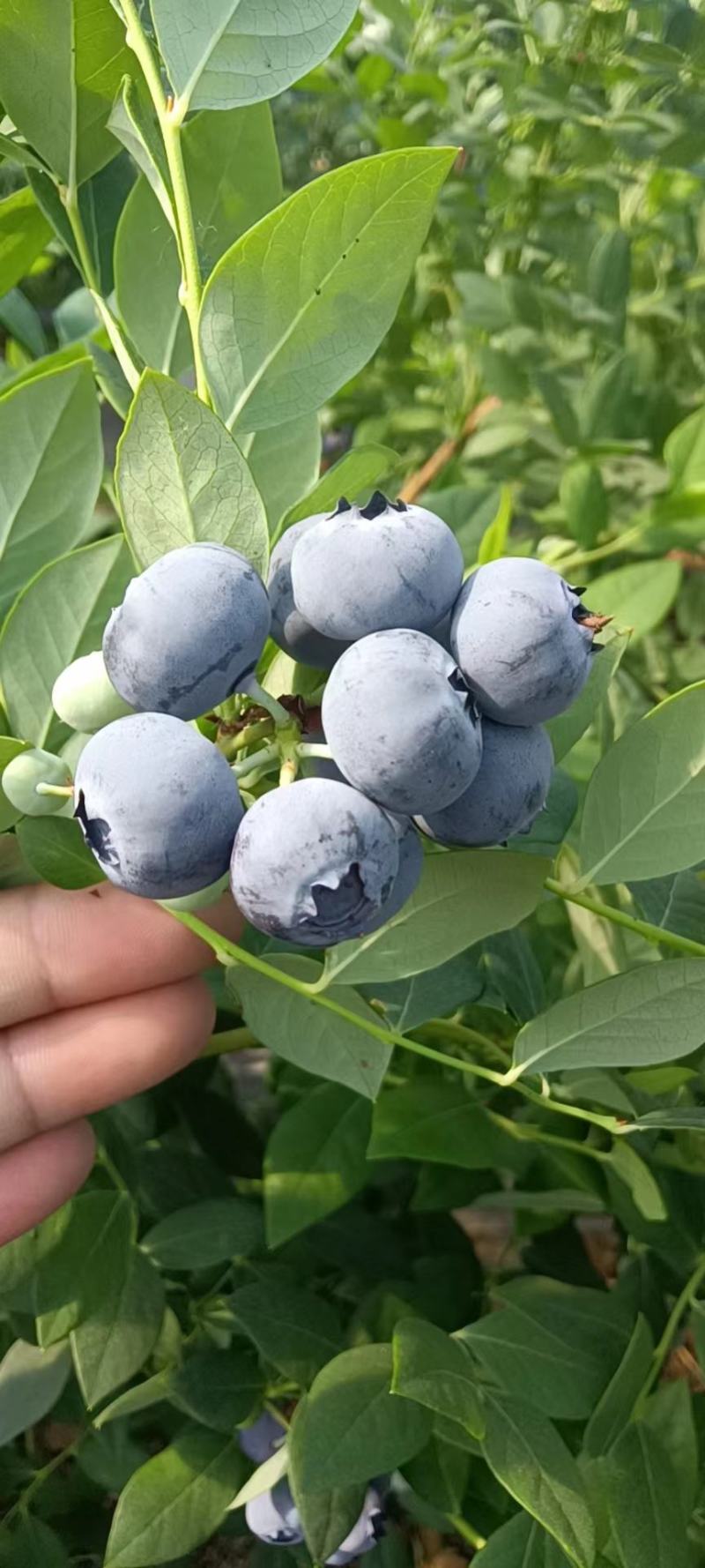 莱克西纯甜串果蓝莓，大中小果都有