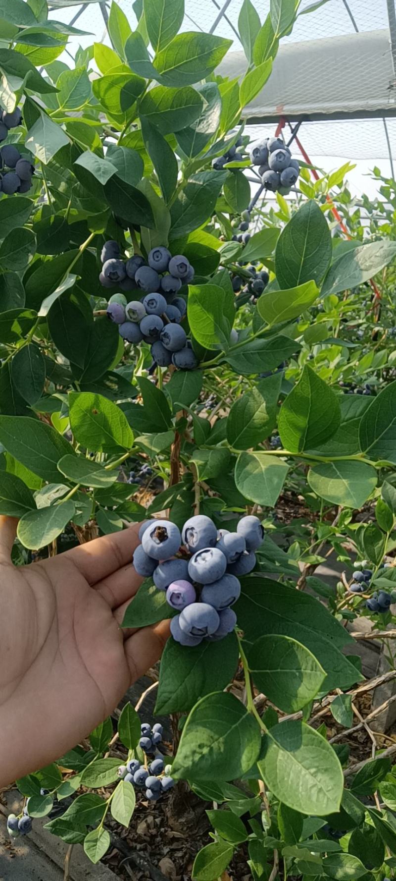 莱克西纯甜串果蓝莓，大中小果都有