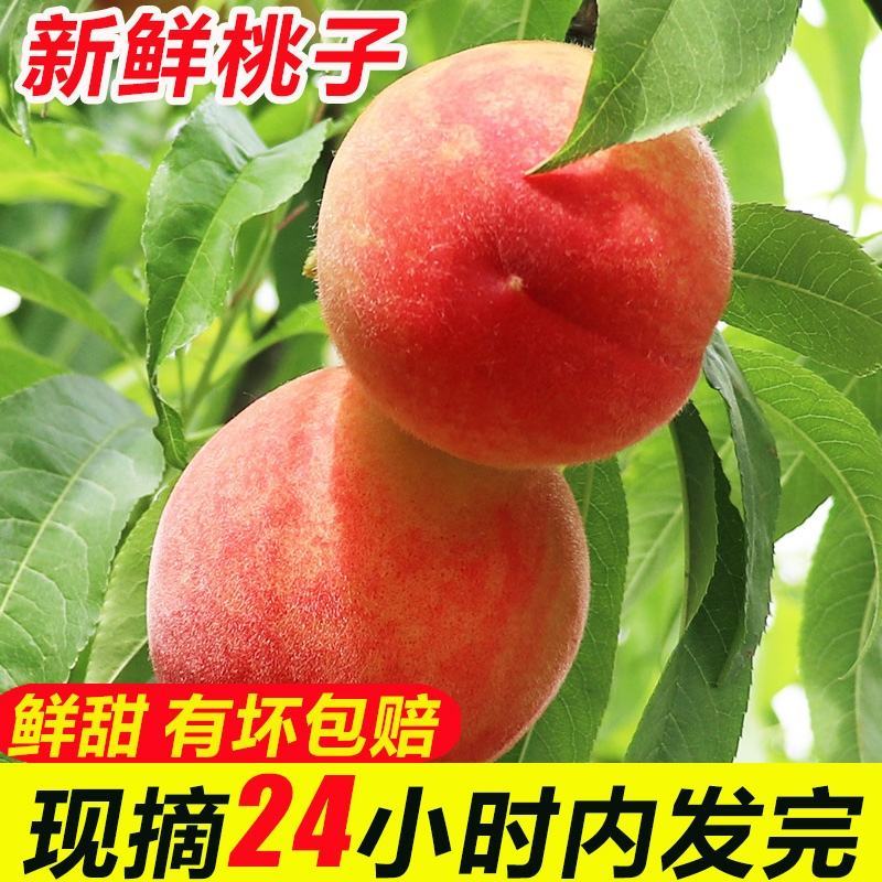 水蜜桃毛桃油桃产地直供质优价廉欢迎来电咨询
