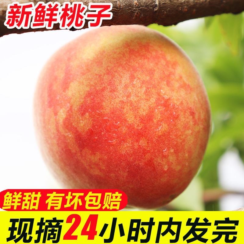 水蜜桃毛桃油桃产地直供质优价廉欢迎来电咨询