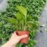 绿萝(绿萝)基地直销精品观叶老植盆栽全国一件代发物美价廉