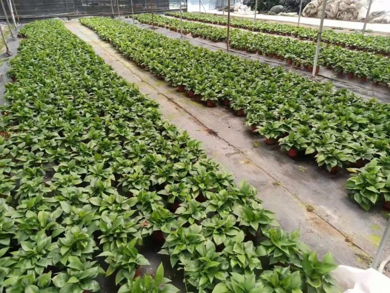 绿萝（绿萝）基地直销精品观叶老植盆栽全国一件代发物美价廉