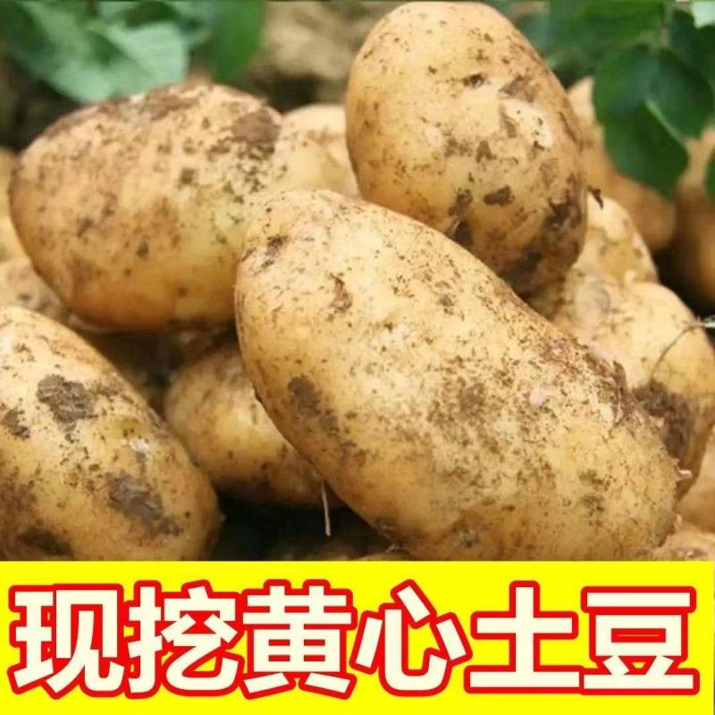 黄皮黄心土豆大量供应，量大从优，欢迎咨询订购