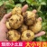 黄皮黄心土豆大量供应，量大从优，欢迎咨询订购