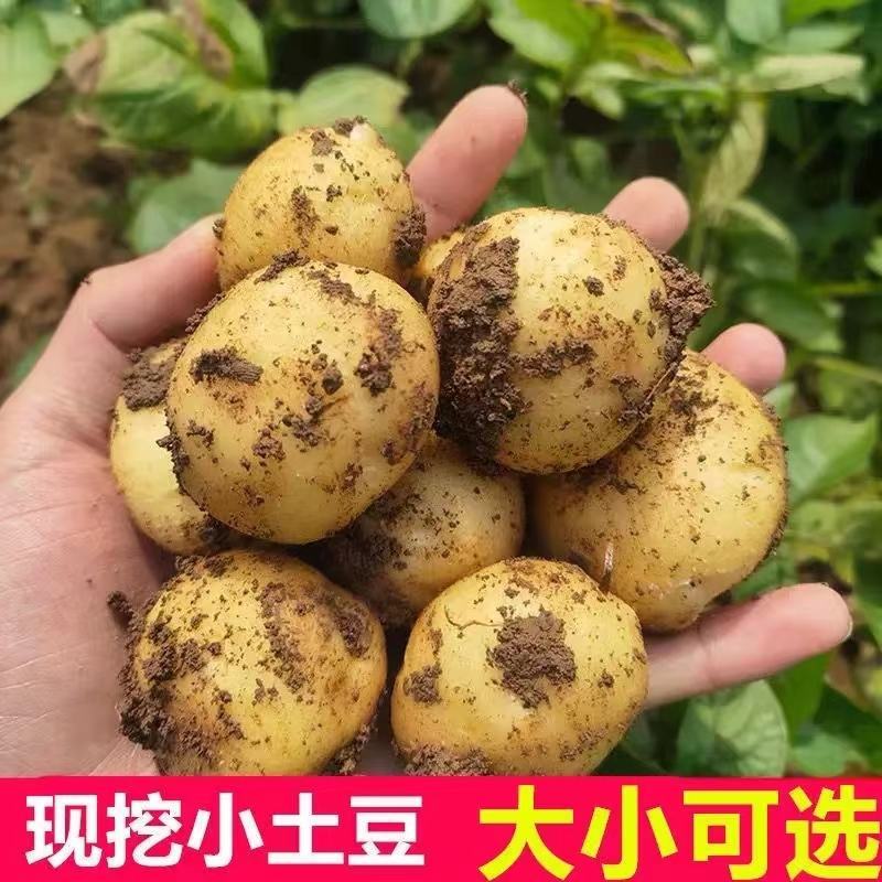 黄皮黄心土豆大量供应，量大从优，欢迎咨询订购