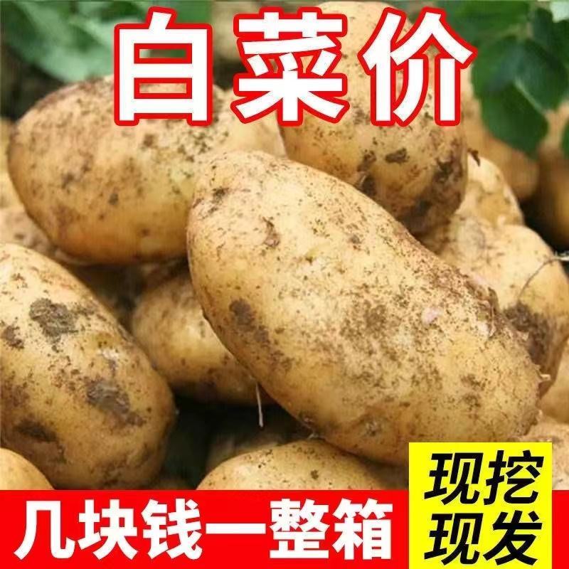 黄皮黄心土豆大量供应，量大从优，欢迎咨询订购
