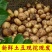 黄皮黄心土豆大量供应，量大从优，欢迎咨询订购