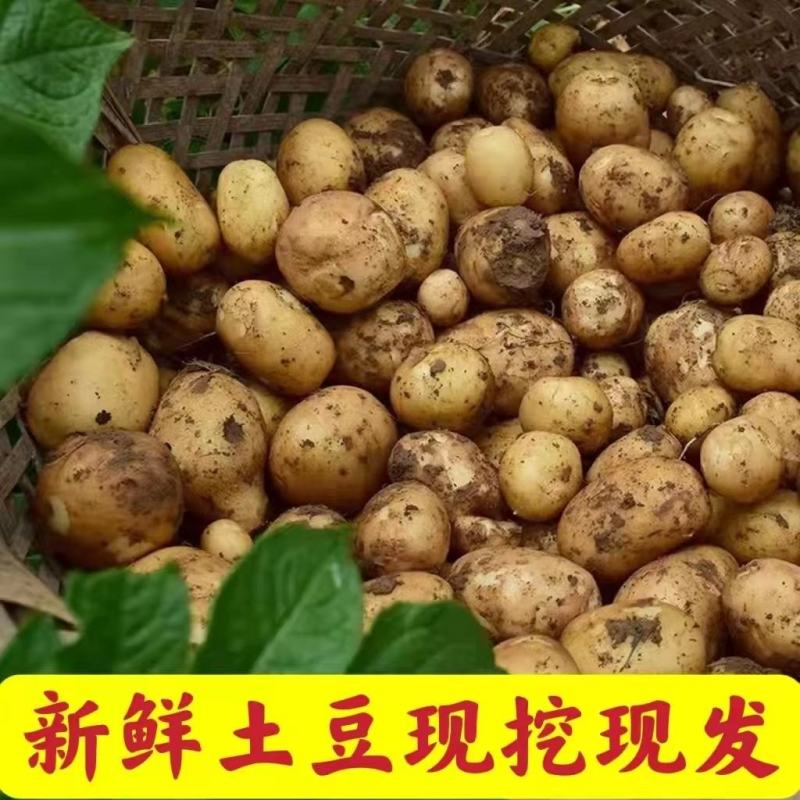 黄皮黄心土豆大量供应，量大从优，欢迎咨询订购
