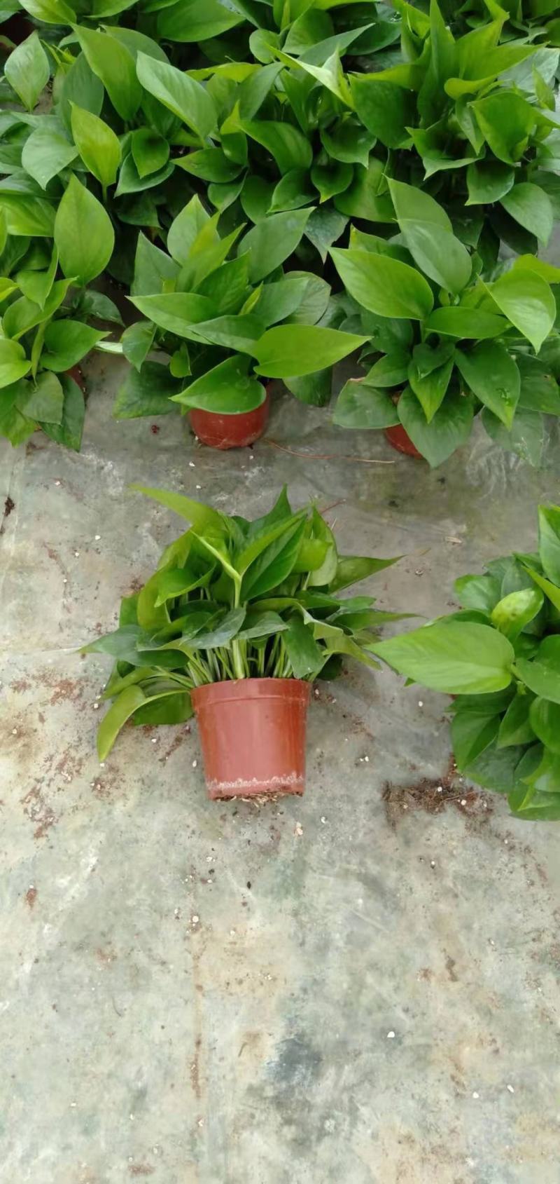 绿萝（绿萝）基地直销精品观叶老植盆栽全国一件代发物美价廉