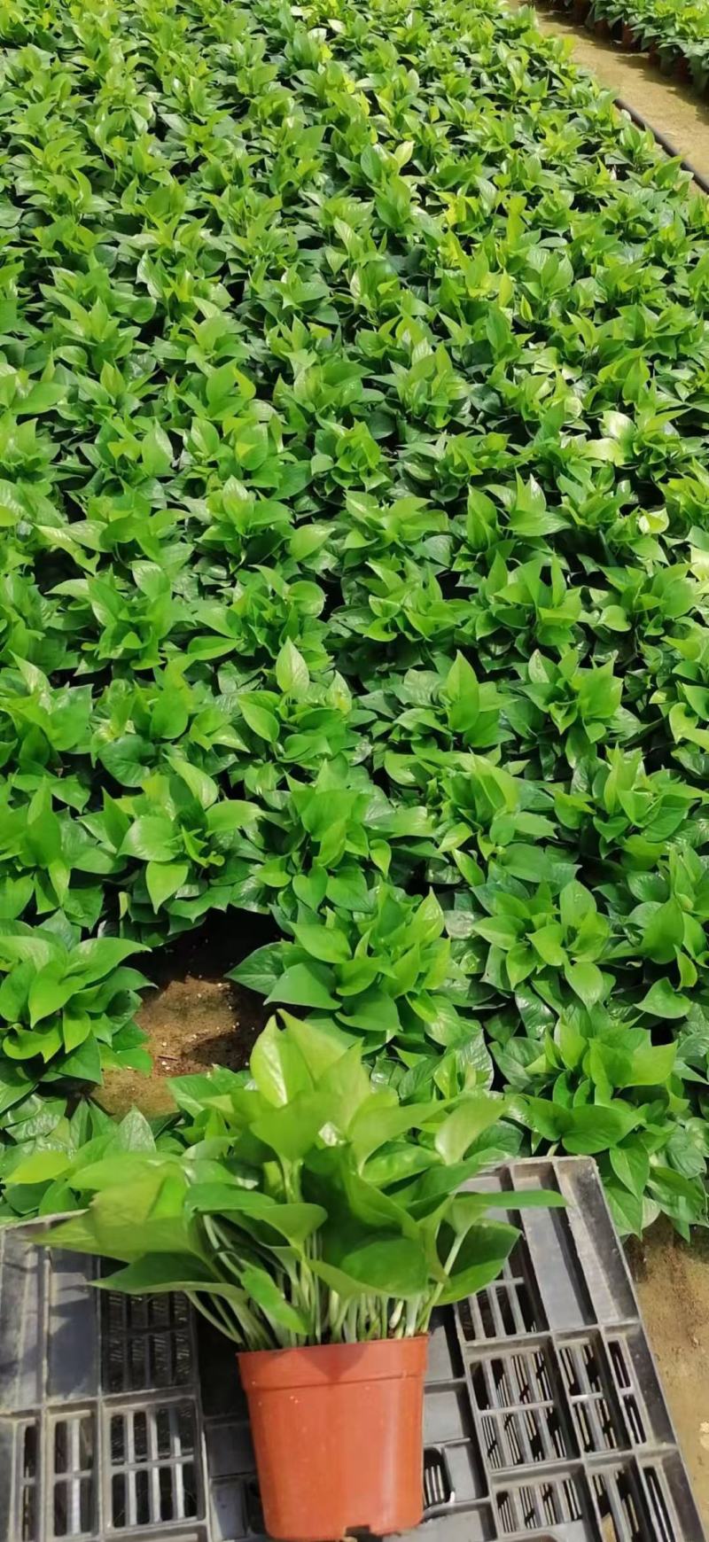 绿萝（绿萝）基地直销精品观叶老植盆栽全国一件代发物美价廉