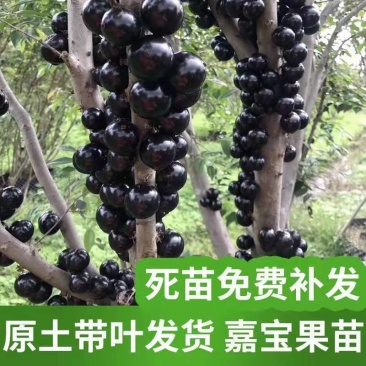 嘉宝果树苗树葡萄苗正宗嫁接台湾嘉宝果苗四季南方北种植果苗