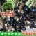 嘉宝果树苗树葡萄苗正宗嫁接台湾嘉宝果苗四季南方北种植果苗