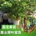 嘉宝果树苗树葡萄苗正宗嫁接台湾嘉宝果苗四季南方北种植果苗