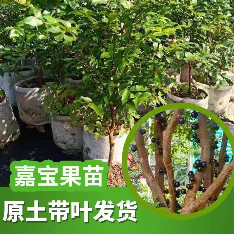嘉宝果树苗树葡萄苗正宗嫁接台湾嘉宝果苗四季南方北种植果苗
