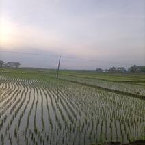 2022年水稻已经种完