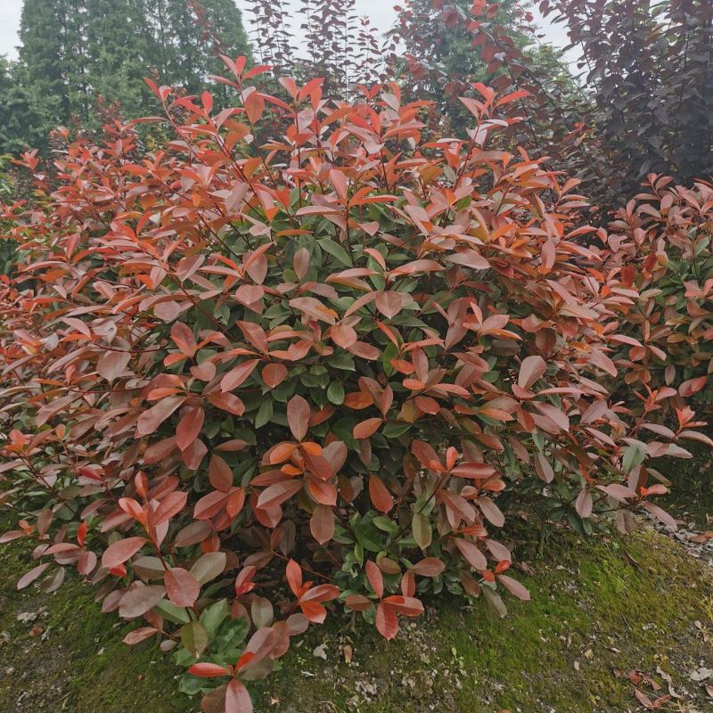 红叶石楠球