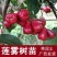 嫁接莲雾果树苗黑金刚莲雾苗大叶红带土带叶发广西发货果树苗