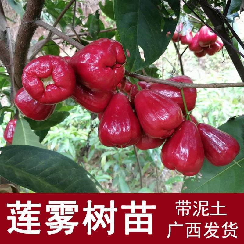 嫁接莲雾果树苗黑金刚莲雾苗大叶红带土带叶发广西发货果树苗
