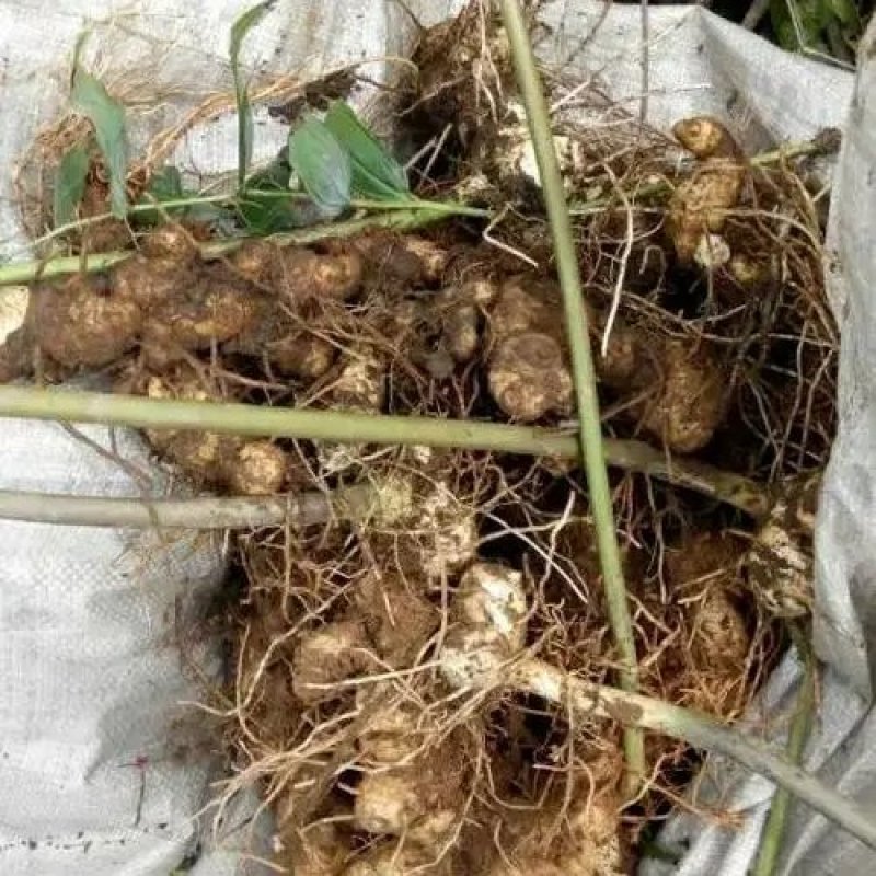 大量出售鲜品姜型黄精