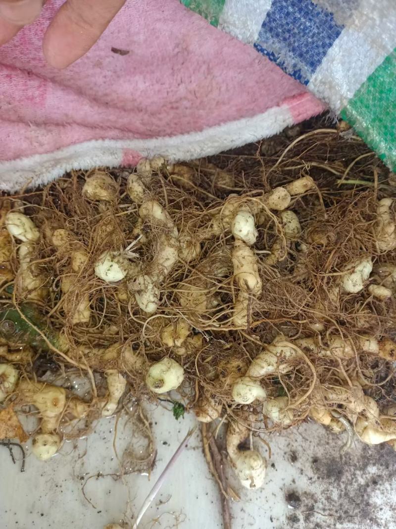 大量出售鲜品姜型黄精