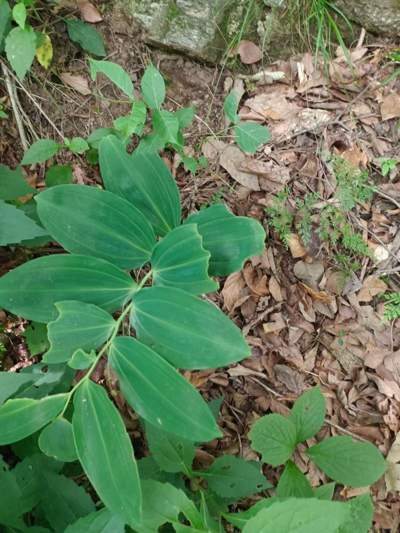 大量出售鲜品姜型黄精