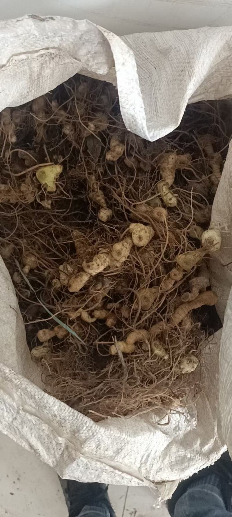 大量出售鲜品姜型黄精