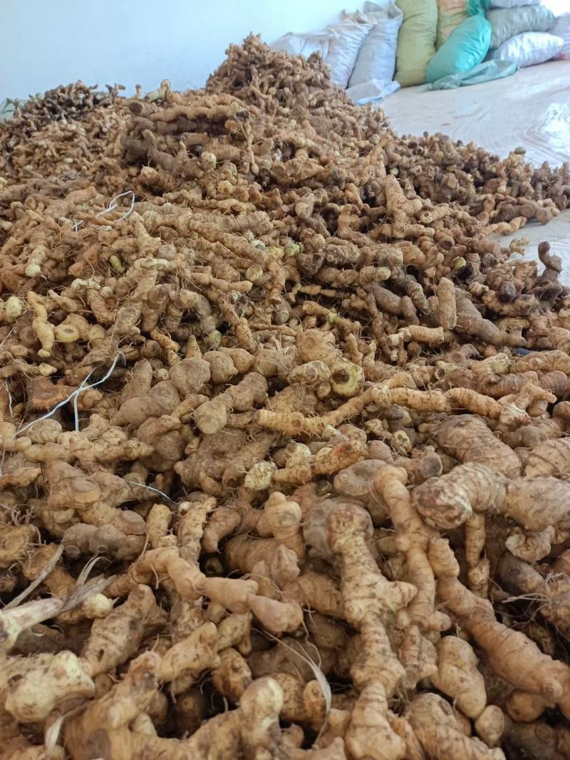 大量出售鲜品姜型黄精