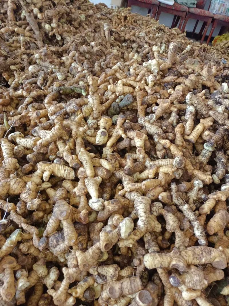 大量出售鲜品姜型黄精