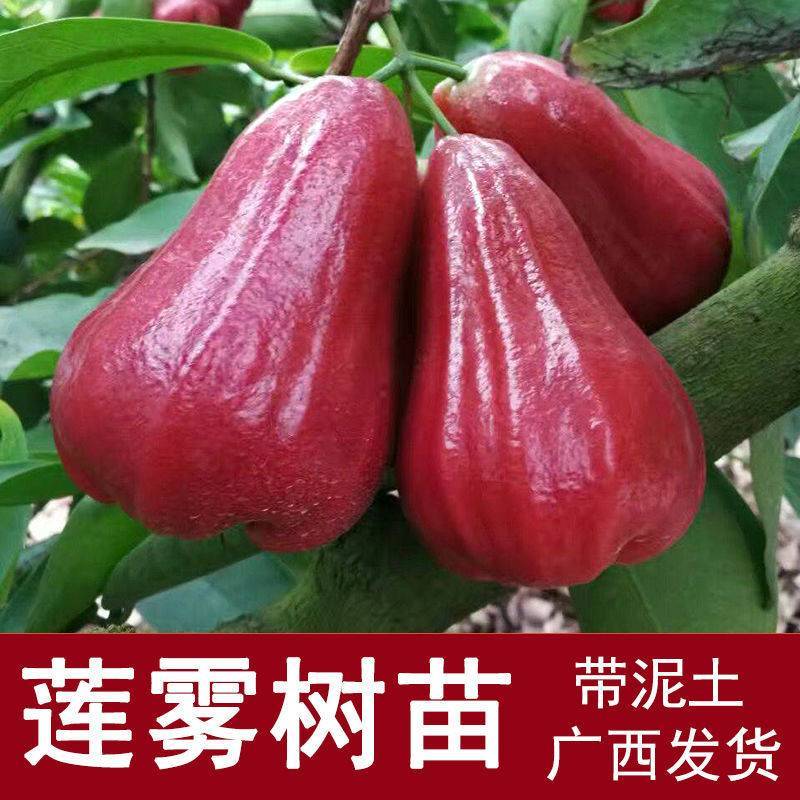 嫁接莲雾果树苗黑金刚莲雾苗大叶红带土带叶发广西发货果树苗