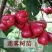 嫁接莲雾果树苗黑金刚莲雾苗大叶红带土带叶发广西发货果树苗