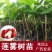 嫁接莲雾果树苗黑金刚莲雾苗大叶红带土带叶发广西发货果树苗