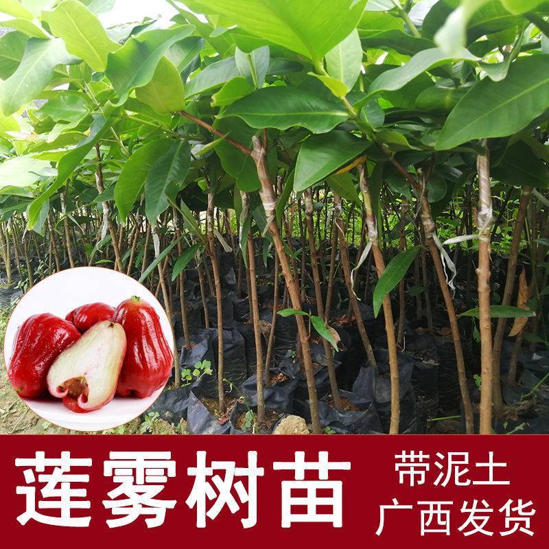 嫁接莲雾果树苗黑金刚莲雾苗大叶红带土带叶发广西发货果树苗