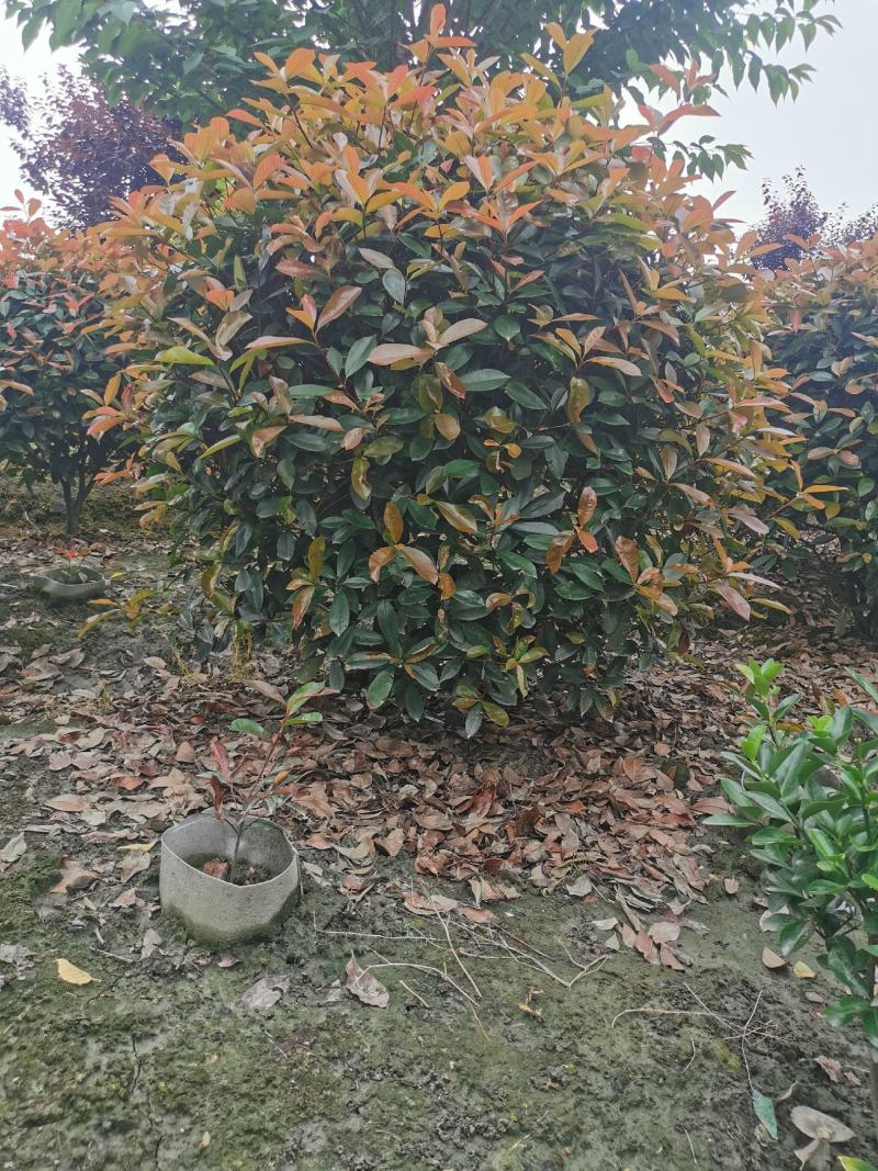 红叶石楠球